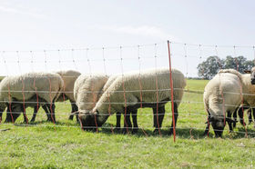 Electric Sheep Net Kerbl, electric net fence for sheep and goats, electric fence for sheep and goats, electric net fence canada, electric net fence BC