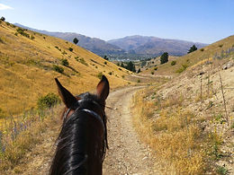 Golden Hills Horse Treks