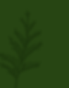 Screen Shot 2025-03-10 at 1.25.52 PM.png