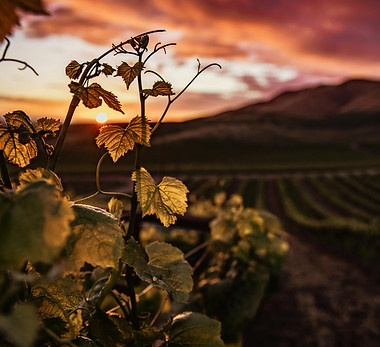 vineyard at sunset