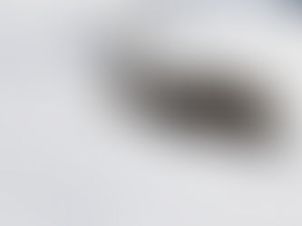 Bewegungsjagd im Januar?