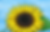 Thumbnail: Deco Sunflower Digital Paint Party