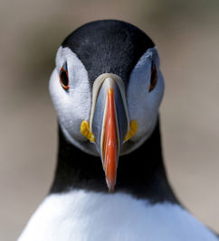Puffin Portrait.jpg