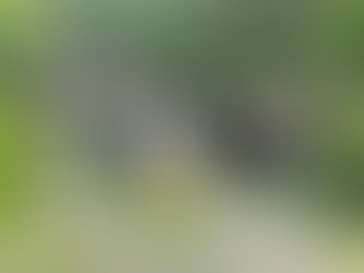 Proč je na světě nedostatek matchy?