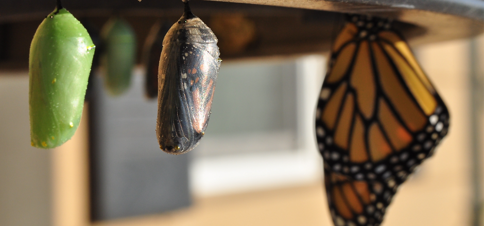 2010 was a boon year for these butterflies in my garden. I had a dozen chrysalis in all ma...ted.png