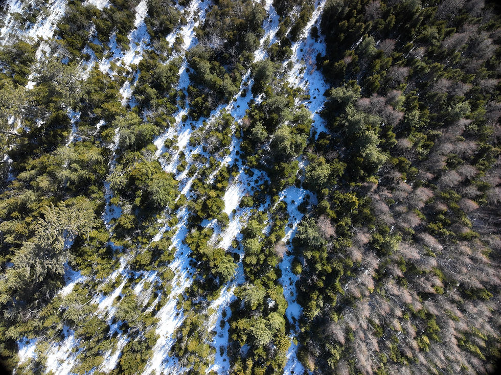 DJI_20260227142356_0027_D.JPG