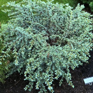 Cedrus (True Cedar)