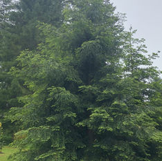 Sequoia sempervirens 'Winter Blue'.JPEG