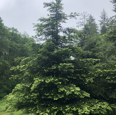 Sequoia sempervirens 'Aptos Blue'.JPEG