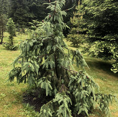 Picea abies 'Acrocona'.JPEG