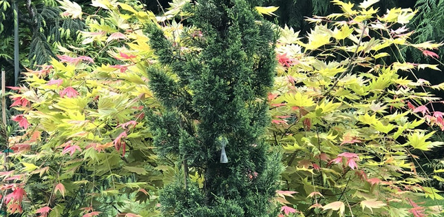 Other Specialty Conifers