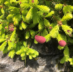 Picea abies 'Pusch' (2).jpg