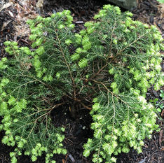 Tsuga canadensis 'Watnong Star'