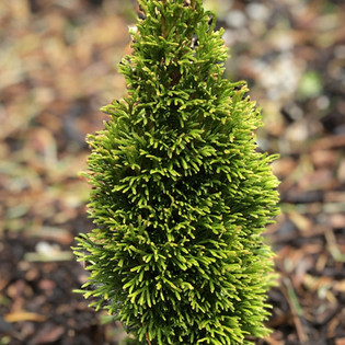 Thuja (Arborvitae)
