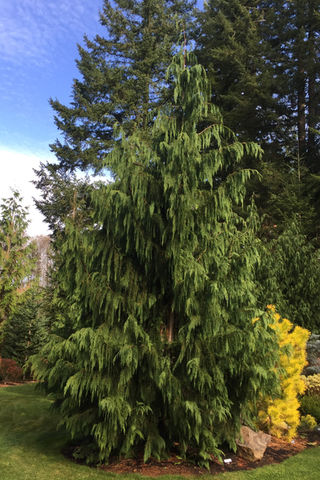 Cupressus (Cypress)