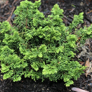 Chamaecyparis (False Cypress)