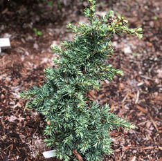 Tsuga mertensiana 'Bump's Blue'