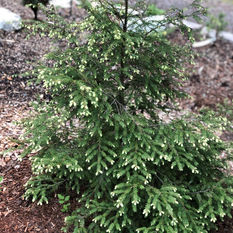 Tsuga canadensis 'Moon Frost'