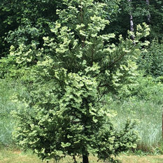 Sequoia sempervirens 'Soquel'.JPEG