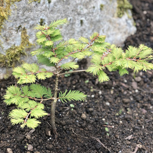 Metasequoia glyptostroboides (Dawn Redwood)
