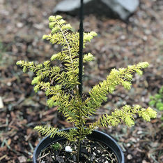 Tsuga canadensis 'Monjers'