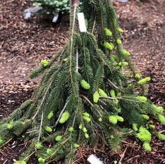picea abies 'cobra'.JPEG