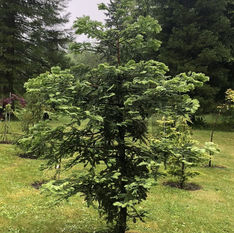 Sequoia sempervirens 'High Ranch Blue'.JPEG