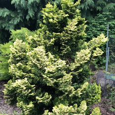 Chamaecyparis obtusa 'Nana Lutea'.JPEG