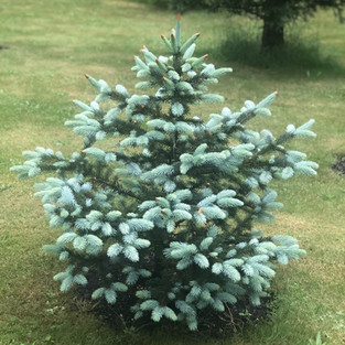 Picea (Spruce)