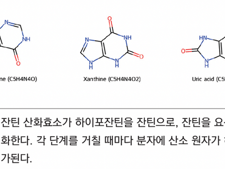 특별원고-요산, 결정에서 질환으로:화학적 기원과 결정화, 관절 침착에 따른 통풍 병태생, 유전-환경 요인의 통합적 이해(2026년 10월호)