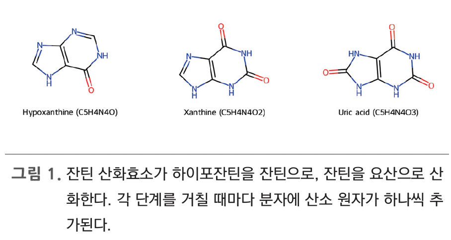 특별원고-요산, 결정에서 질환으로:화학적 기원과 결정화, 관절 침착에 따른 통풍 병태생, 유전-환경 요인의 통합적 이해(2026년 10월호)