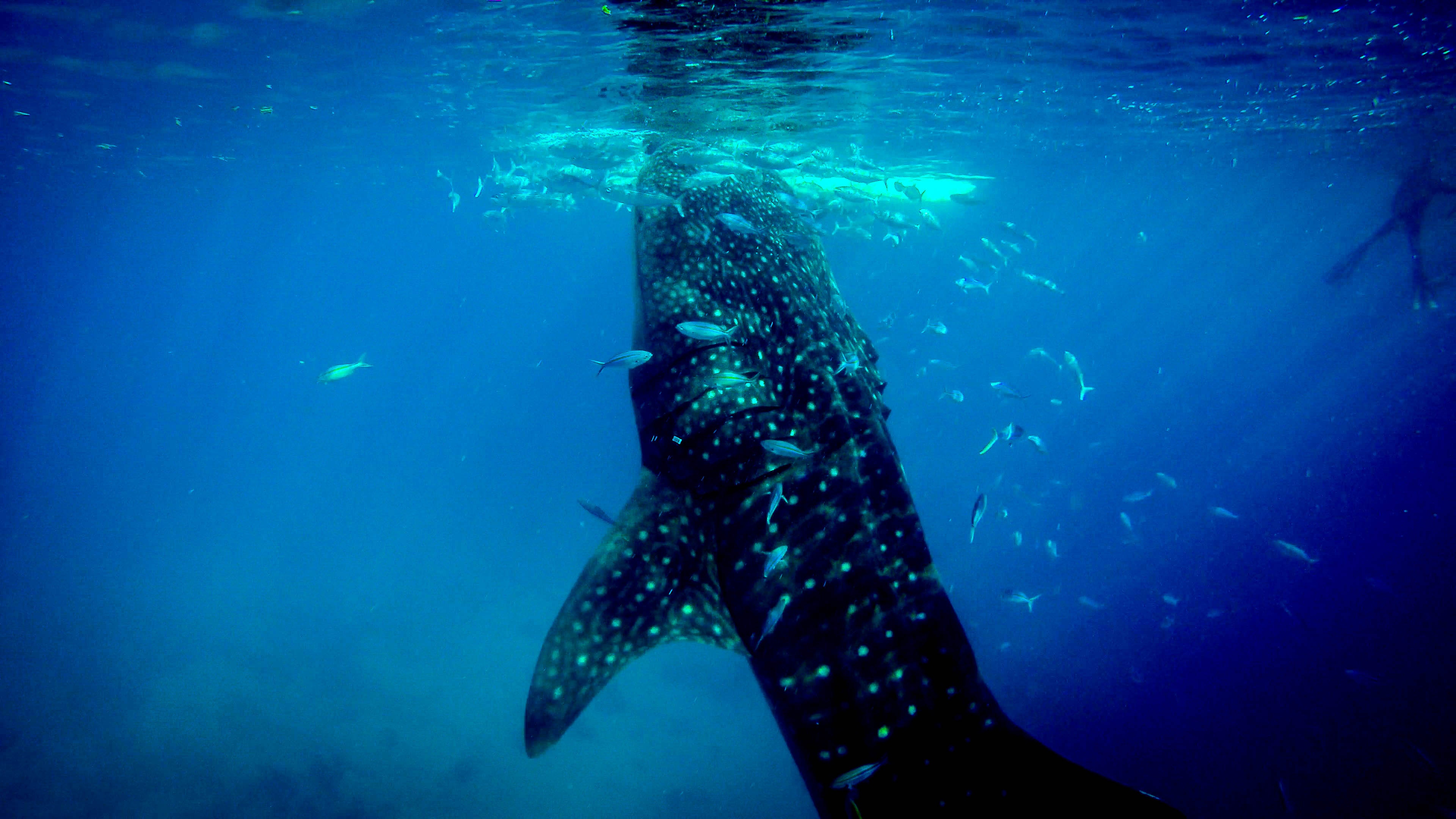 Underwater Creatures