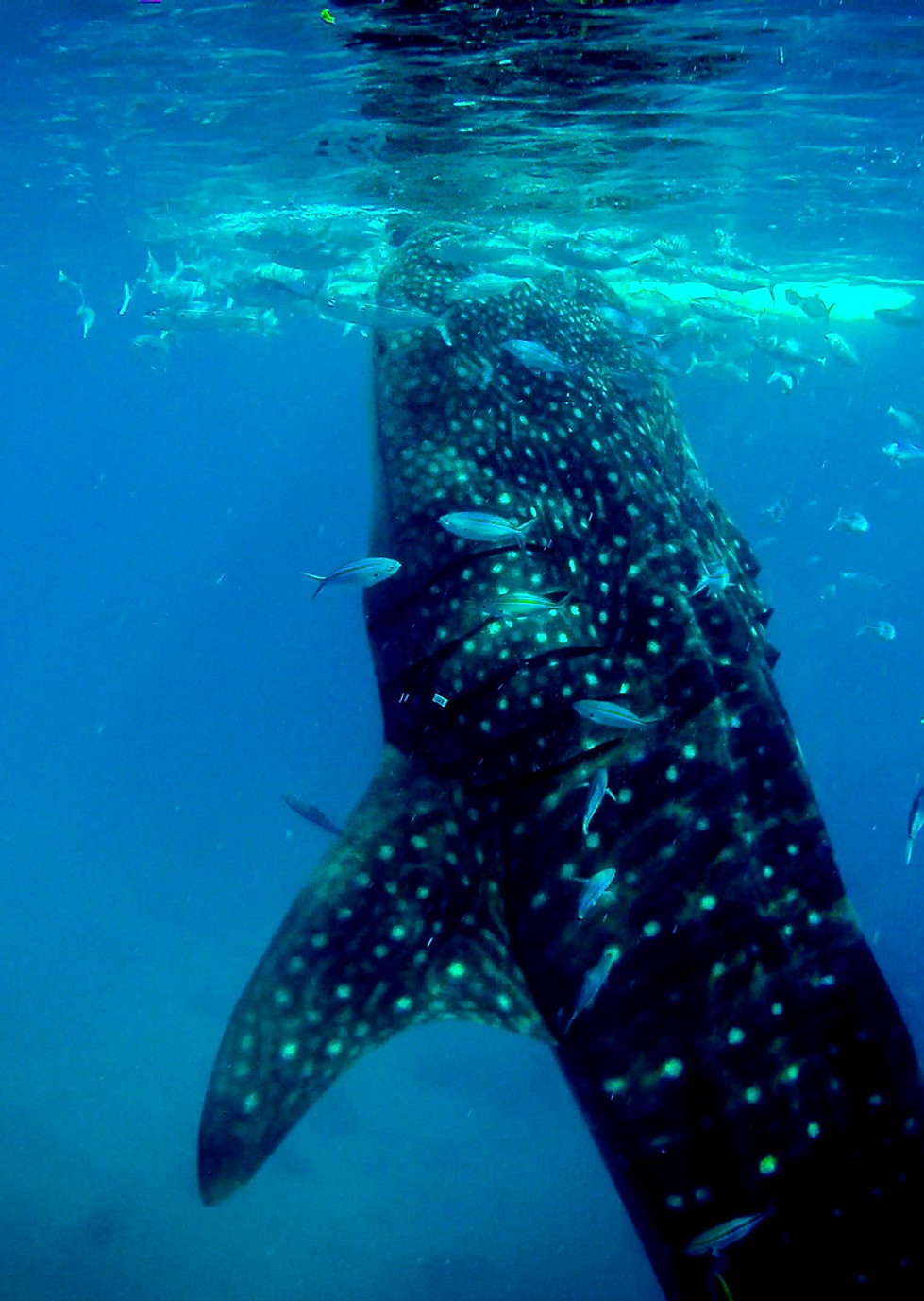 Underwater Creatures