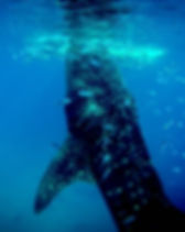 Underwater Creatures