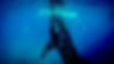 Underwater Creatures