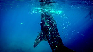 水中の生き物