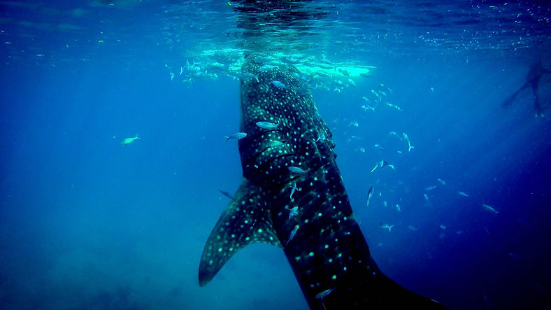 Underwater Creatures