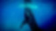 Underwater Creatures