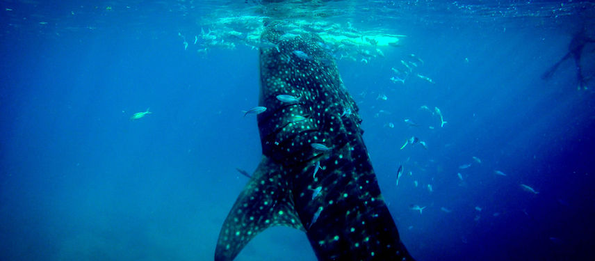 Short Story: Charlene Versus the Church of the Land Whale
