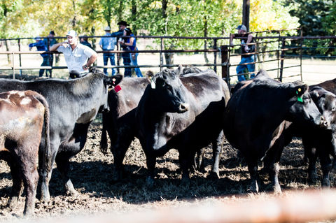 ND Angus Tour-104.JPG