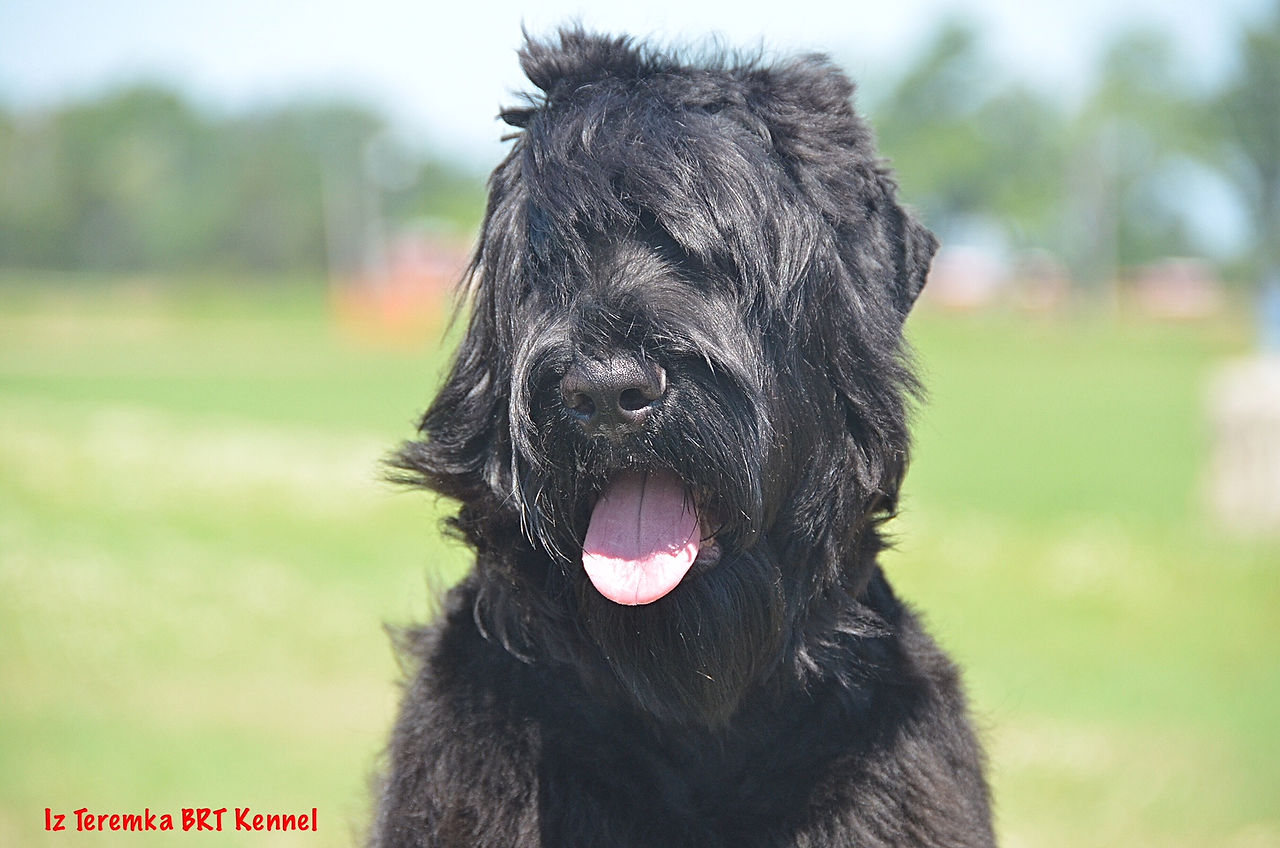 Close up head shot of Fima, Sarnia, ON Canada