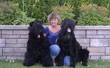 black russian terrier kijiji