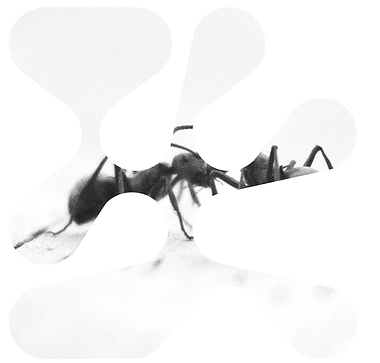 ants.png