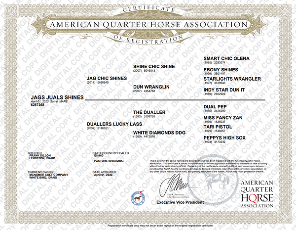 Broodmare Papers