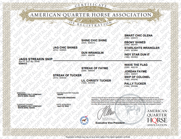 Broodmare Papers