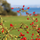 Thumbnail: Rose Hips, Fruit Whole, Fruit Dried, Dried Herbs, Food Grade Herbs, Herbs and Sp