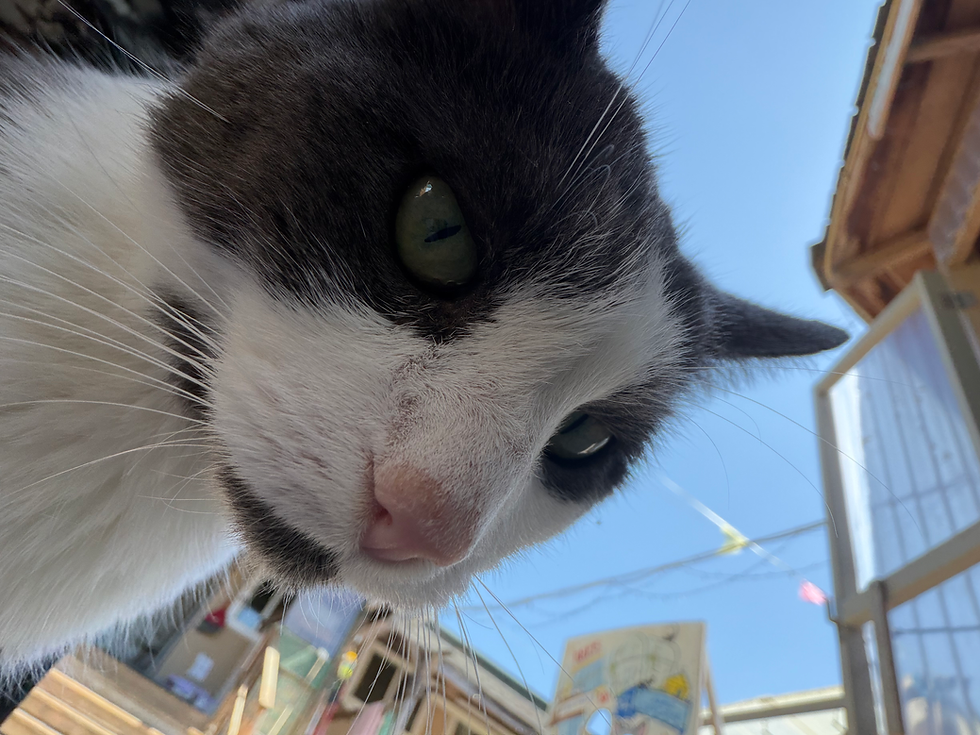 A Day at RAPS Cat Sanctuary