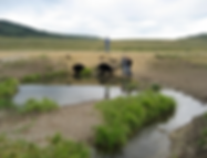 Chippy Creek culverts (2).png