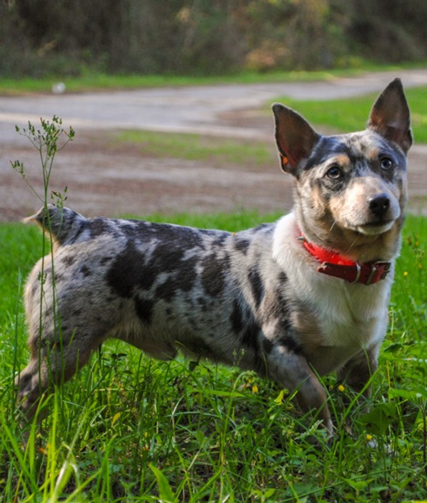Merle Rat Terrier atelieryuwa.ciao.jp