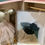 Thumbnail: Moulin Roty Little School of Dance Rabbits and Mice